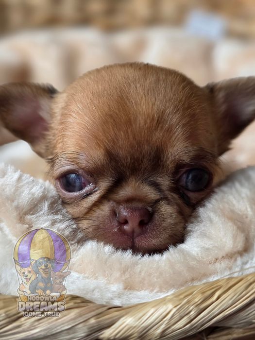 Chihuahua **Śliczny Chłopczyk** Do  Rezerwacji