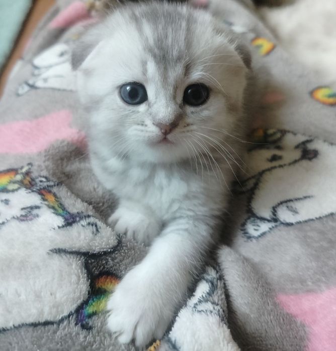 Кошенята Scottish Stright