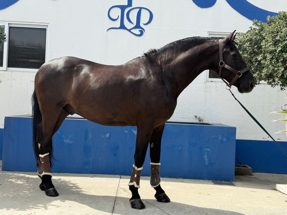 Cavalo cruzado preto