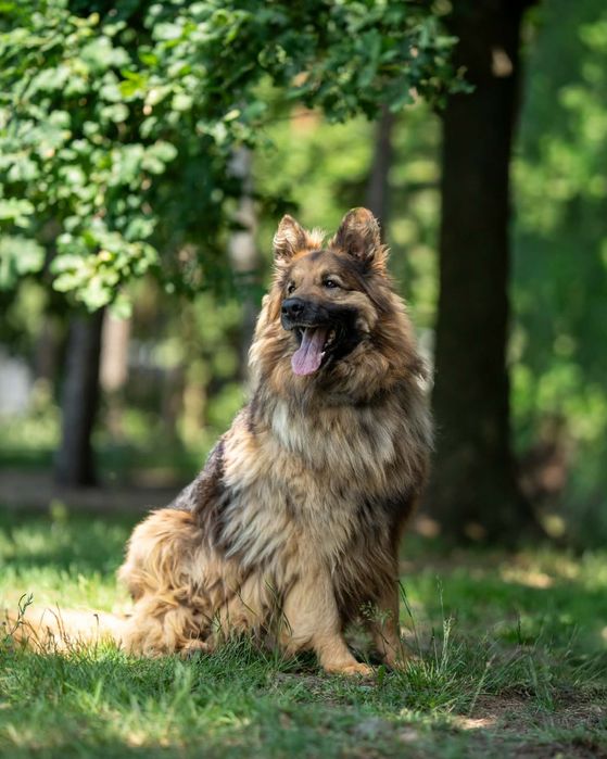 Piesek okolo 6 lat