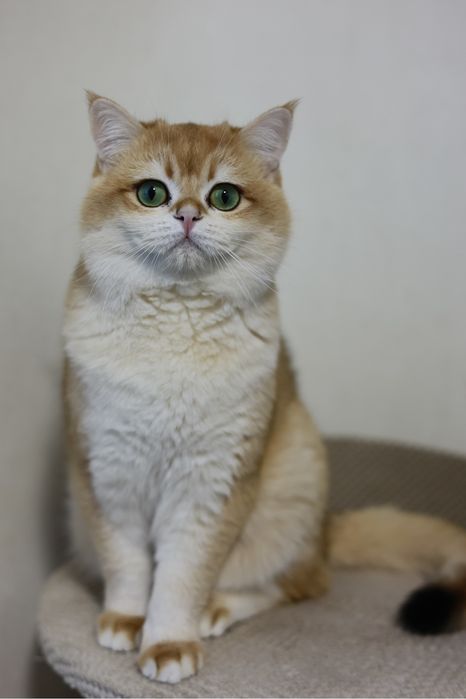 Золотая шишила ВЯЗКА