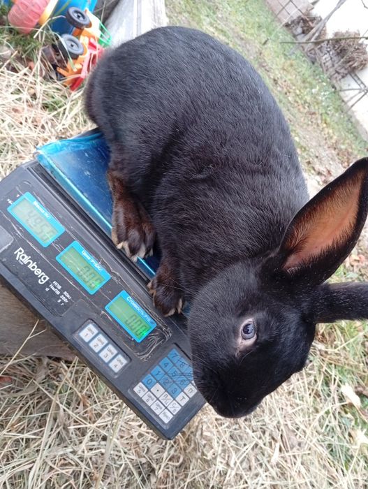 Продам кролів самець для спакри або на забій