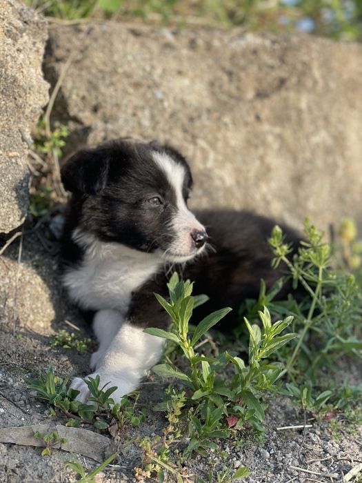 Border Collie TOP