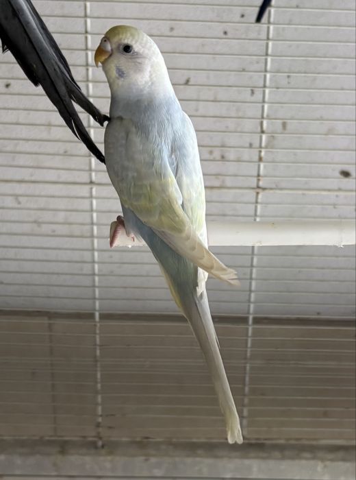 Periquitos varias mutaçoes