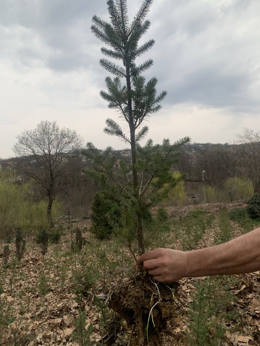 Дерево Ялиця Дугласа (Псевдотсуга), Pseudotsuga menziesii