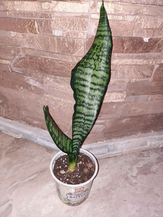 Сансевієрія.Сансевиерия.Sansevieria