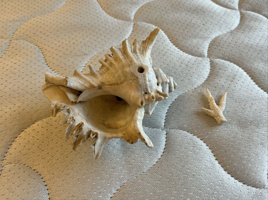 Велика океанічна Мушля та корал