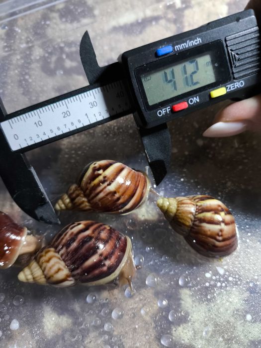 Ахатина Фуліка стандарт (5 шт)
Ахатина Фуліка стандарт