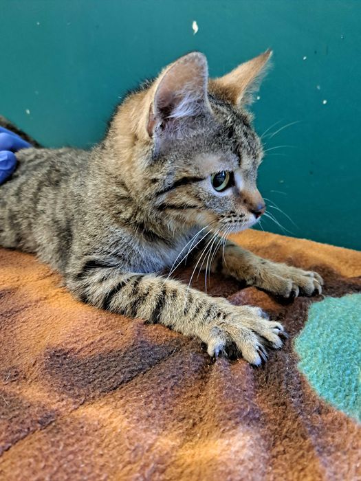 Kruszynka, młodziutka kotka do adopcji