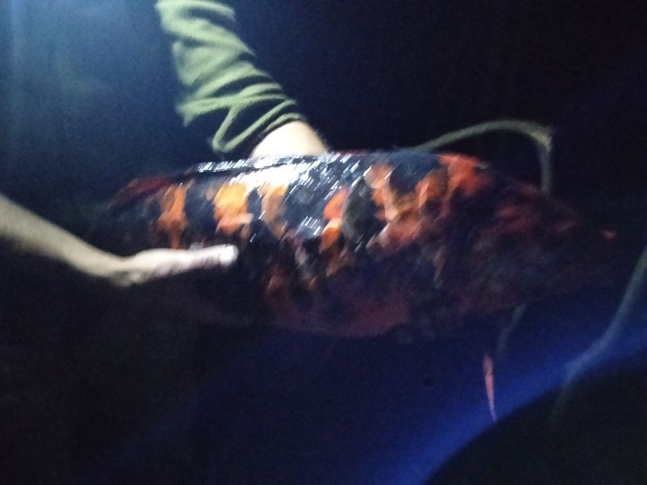 Карп кої самка 5 кг с ікрою ЖИВА