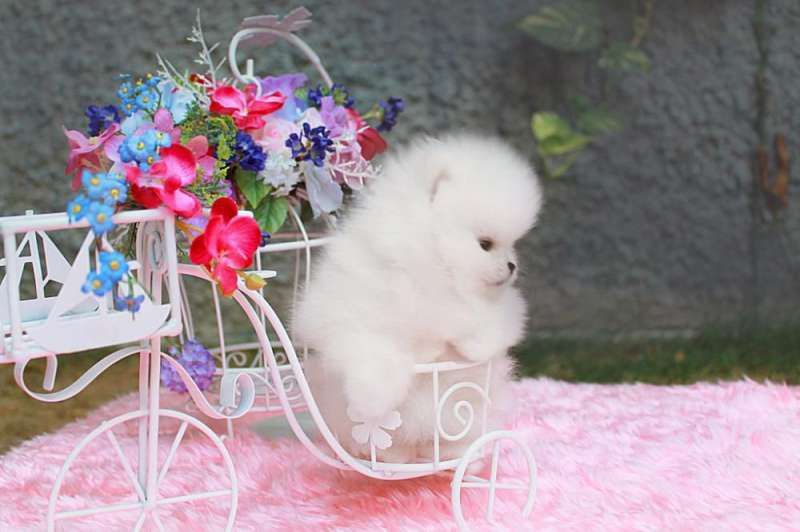 Померанский шпиц