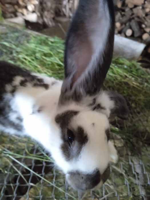 Sprzedam 18 sztuk pięknych króli