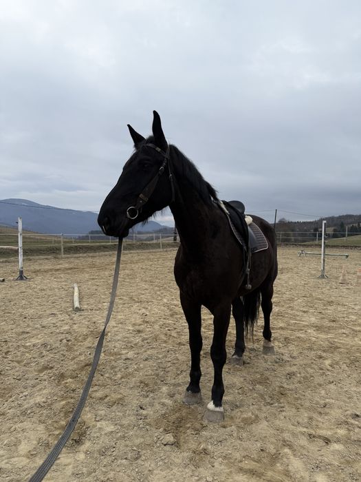 Duża Klacz śląska