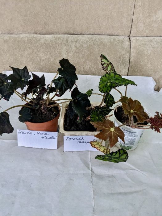 Бегонії різних видів