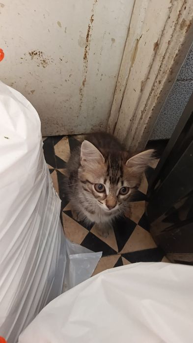 Caes e gatos pra adoção responsável
