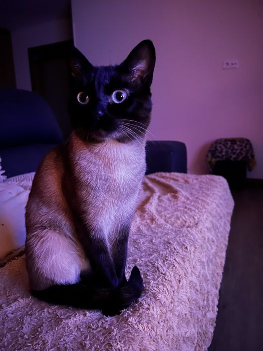 Two Cats for Adoption