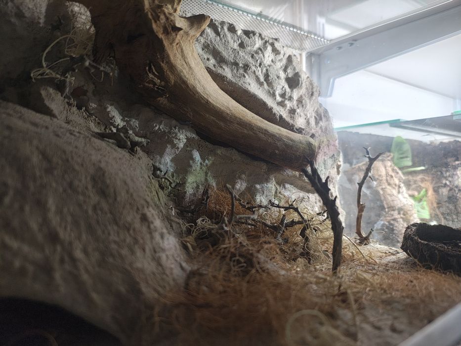 Terrarium ptasznik pająk