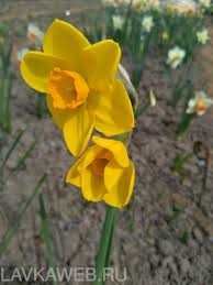 нарциссы крупные желтые