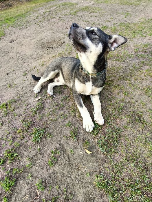 Oddam psa  7 miesięcy husky