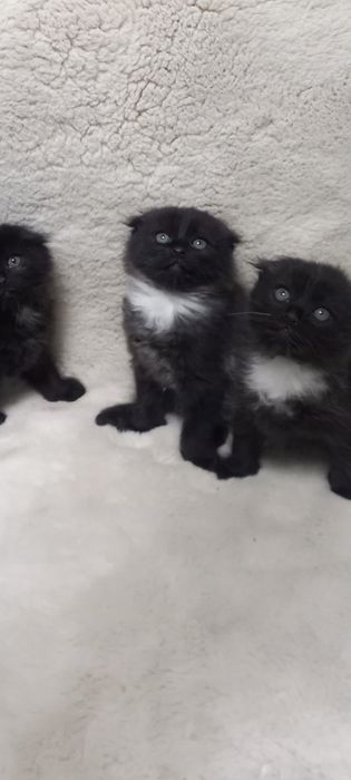 Кошенята скотіш фолд