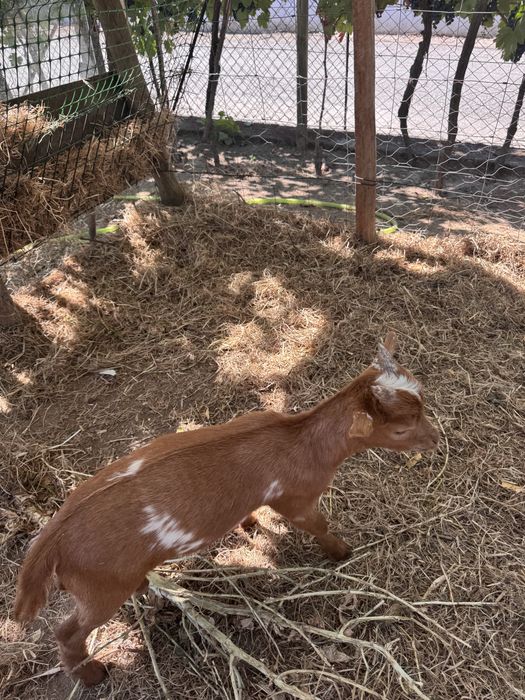 Cabrito com 3 meses para venda