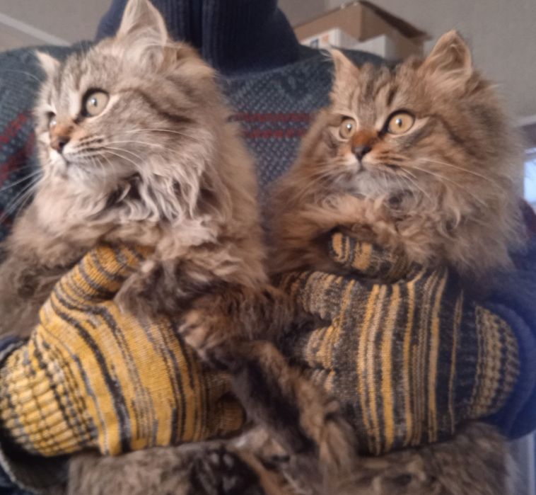 Котенята в пошуку сім'ї