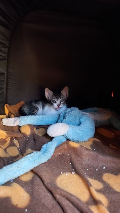 URGENTE Gatinhos bebes adoção