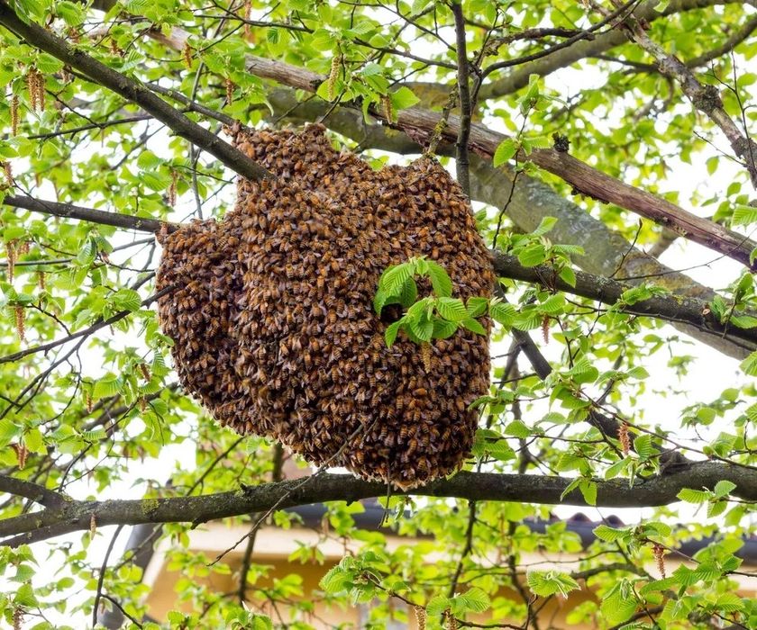 Rój pszczeli zbiorę