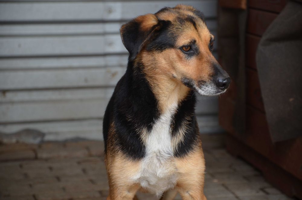 Teoś - uroczy psiak, zasiedział się w schronisku - do adopcji