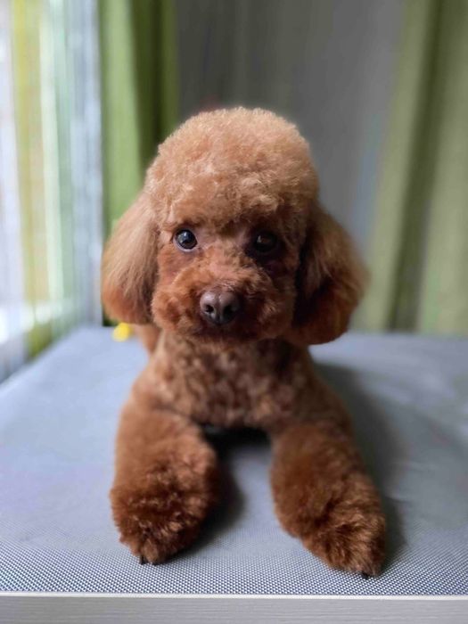 Той пудель в'язка