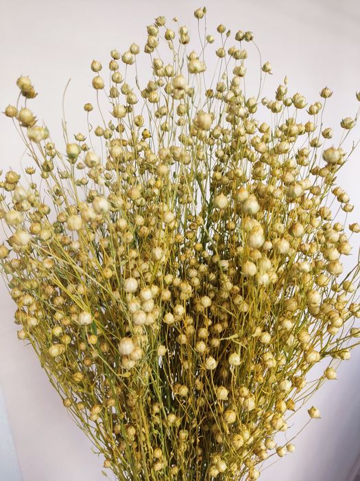 Льон сухоцвіти для декору