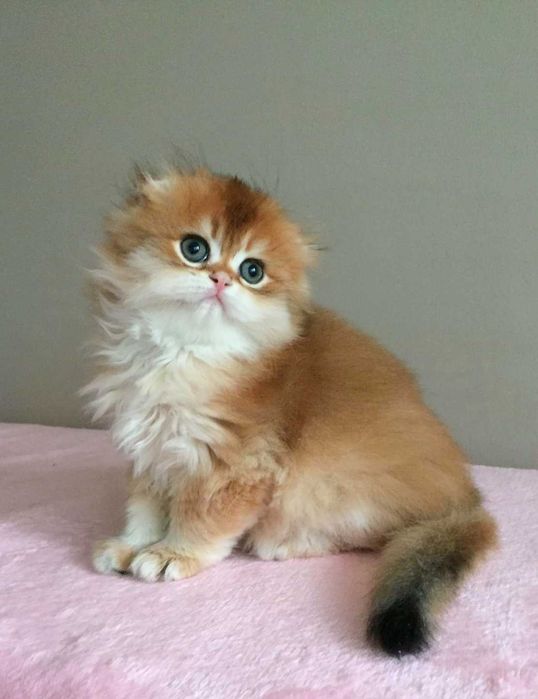 Kocurek zwisłouchy, color  złota szynszyla