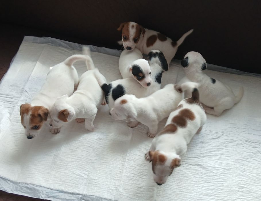 JACK RUssell Terrier