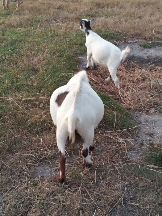 Cabrito anão adulto