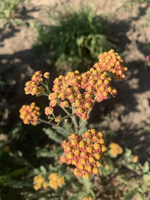 Багаторічні рослини для природнього саду