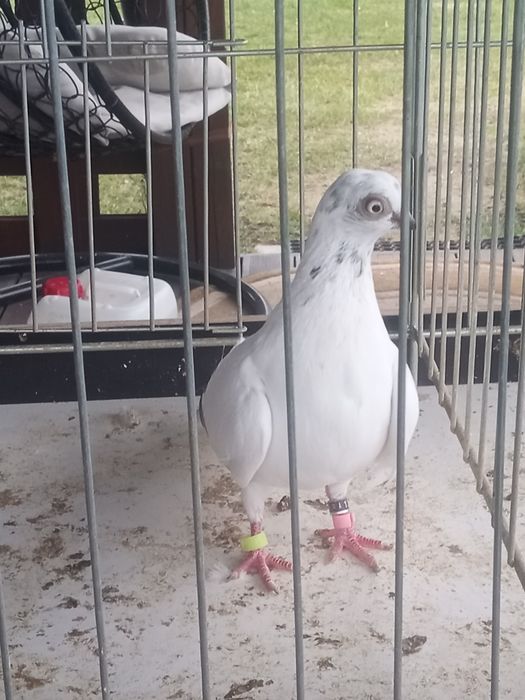 Sprzedam gołębie