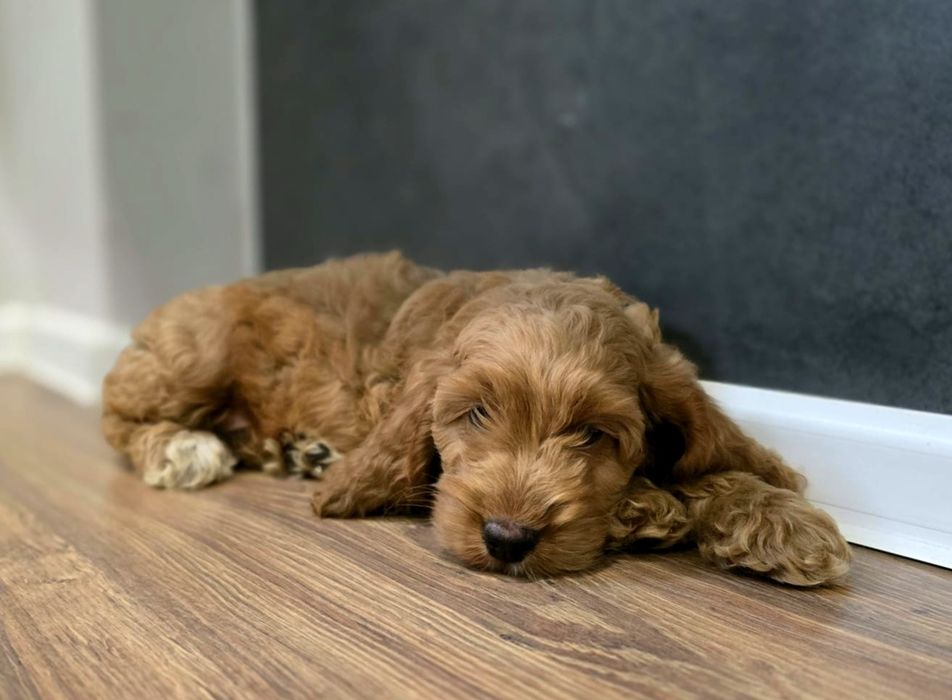Piesek cockapoo!