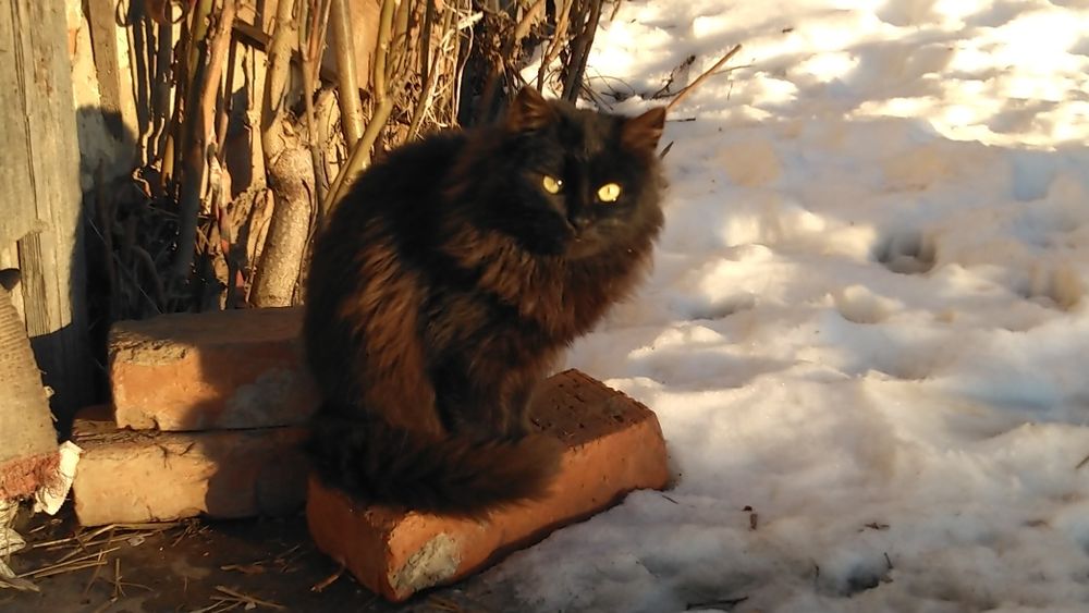 Кошенята хлопчики