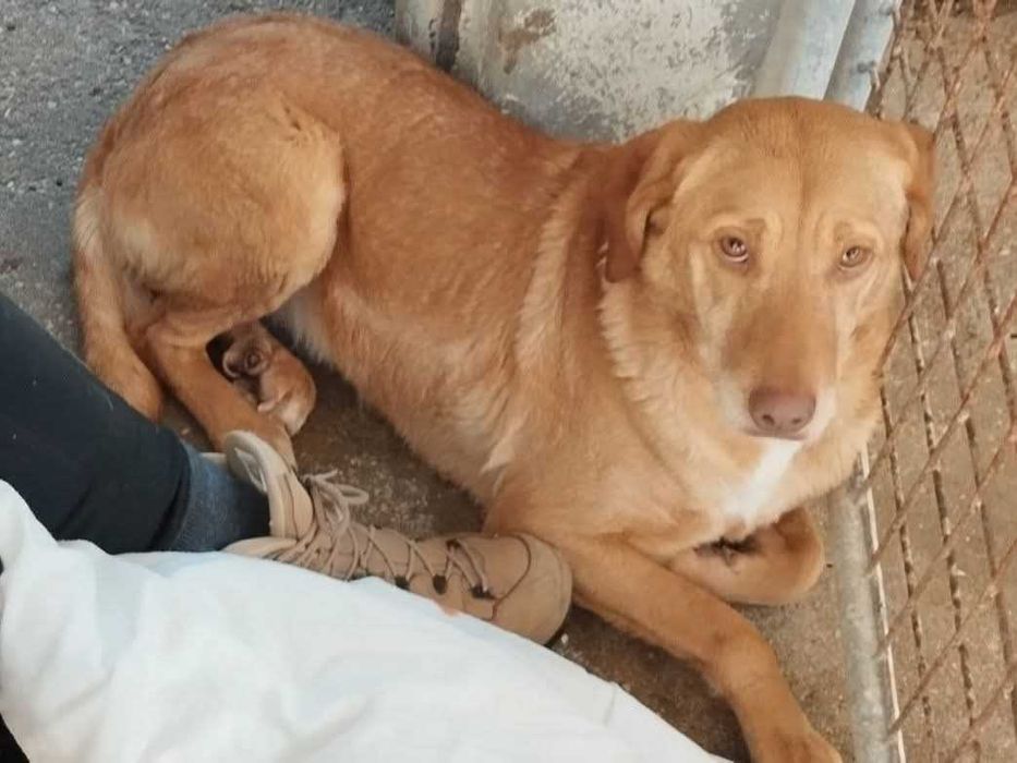 NICOLINA (Fêmea, 4 Anos) Para Adoção