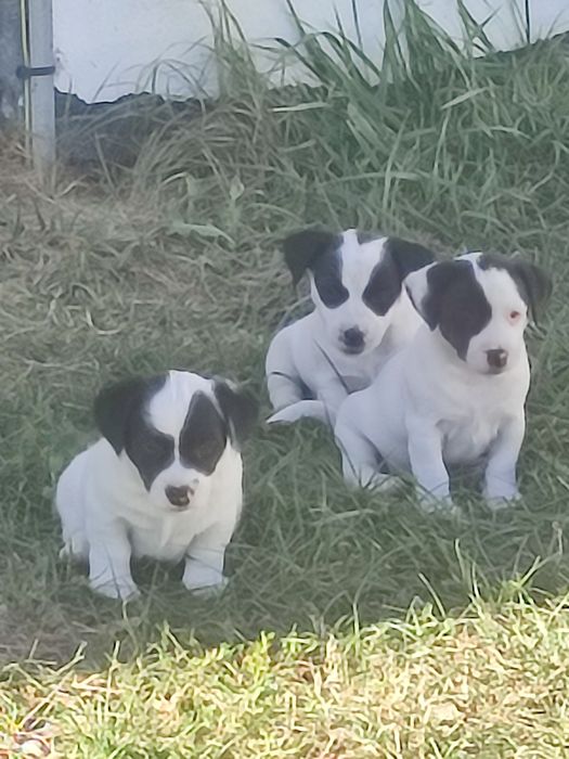 Jack Russell terrier