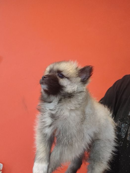 Spitz alemão menino