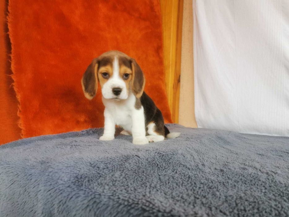 Beagiel  Tri-Color szczeniak