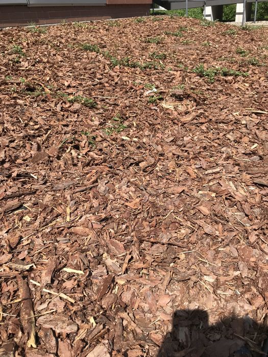 Kora sosnowa, kora sosnowa SUPER CENA !!!