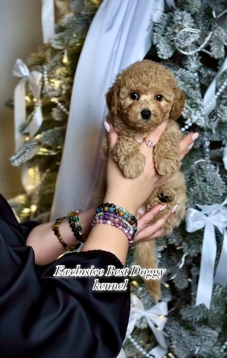 Цуценята мальтіпу ф1.  Шикарні VIP міні мальтіпу 3  міс. Мальтіпу