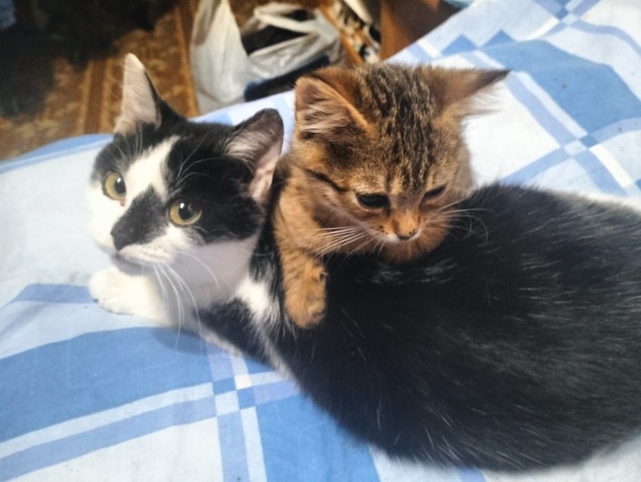Кошенята в добрі руки