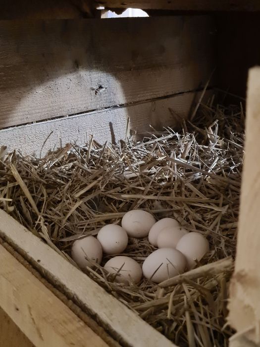 Jaja lęgowe od zielononóżki kuropatwianej