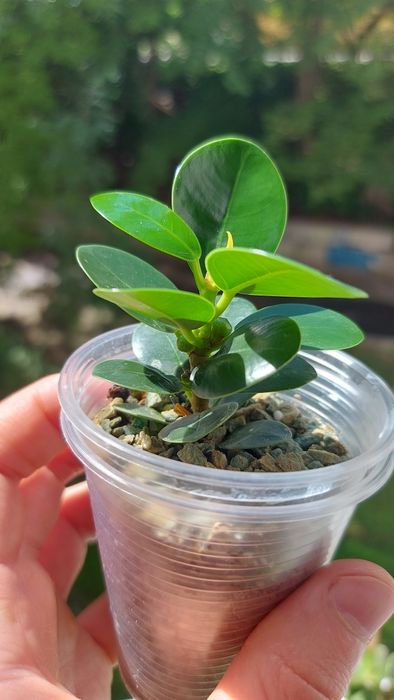 Ficus Panda Фикус Панда (Dollar ficus)