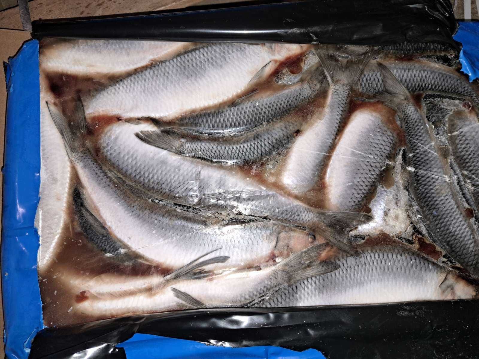 Стейк форелі, Стейк кижуча, Форель, Кижуч: 300 грн. - Продукти ...