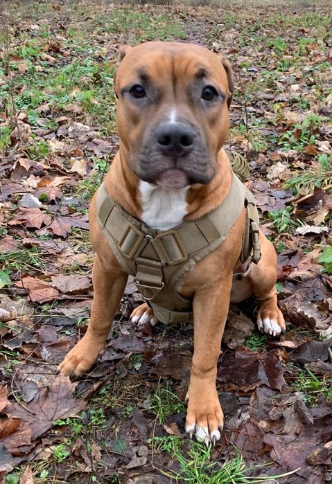 Красуня Майя АСТ стаффорд