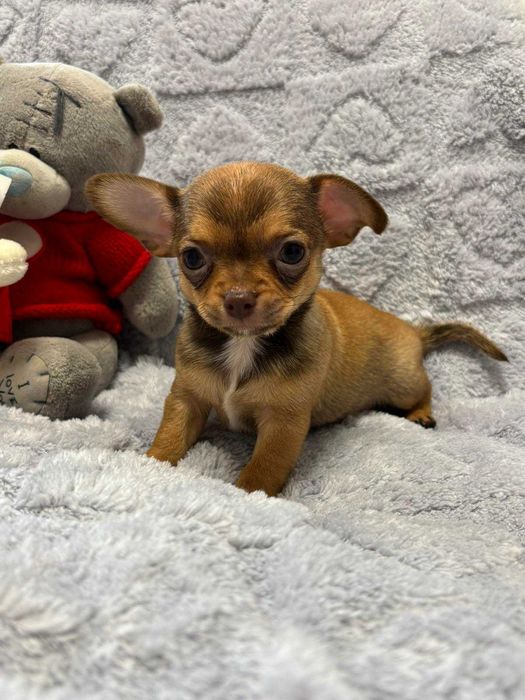 Чихуахуа два мальчика